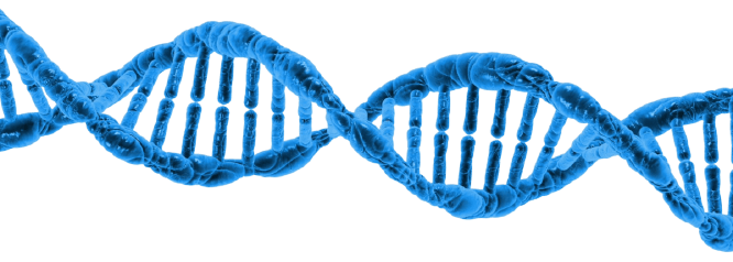 dna full form in hindi